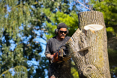 tree removal san antonio