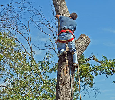shavano park tx tree trimming