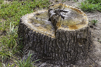 stump removal and stump grinding