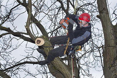 tree service arborist