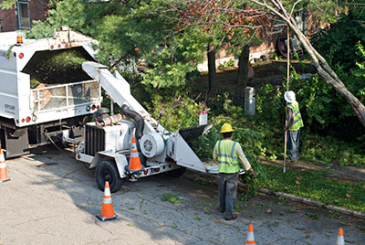 best tree service and removal