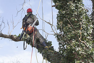 professional tree pruning