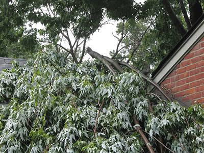 emergency tree service and removal