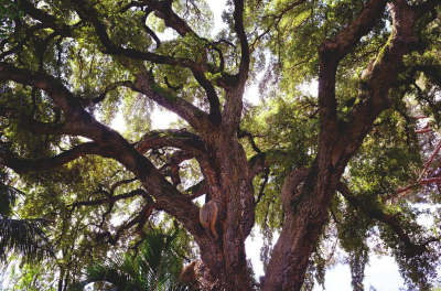 san antonio tree service diagnose oak wilt